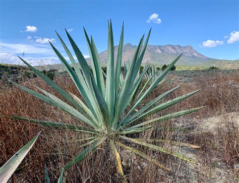 ESPADÍN .